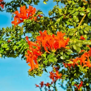 Orange Cape Honeysuckle Live Plant – Tecoma Capensis – 4-6 Inch Tall Tropical Shrub - Image 1