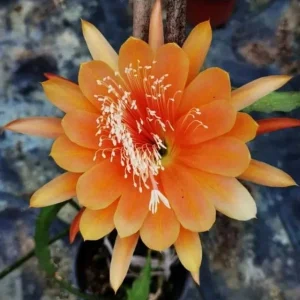 Orange Epiphyllum Orchid Cactus Live Plant – Set of 2 Starter Plants in 4