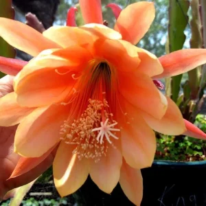 Orange Epiphyllum Orchid Cactus Live Plant – Set of 2 Starter Plants in 4