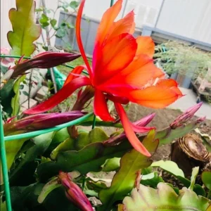 Orange Epiphyllum Orchid Cactus Live Plant – Set of 2 Starter Plants in 4