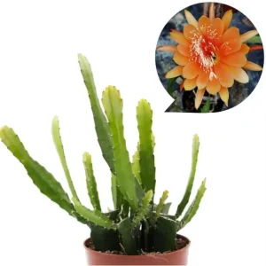 Orange Epiphyllum Orchid Cactus Live Plant – Set of 2 Starter Plants in 4