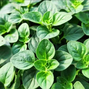 Oregano Hot and Spicy Live Plant Plug - 1 to 3 Inch Culinary Herb Starter for Garden - Image 2