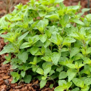 Oregano Hot and Spicy Live Plant Plug - 1 to 3 Inch Culinary Herb Starter for Garden - Image 3