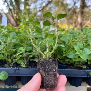 Oregano Hot and Spicy Live Plant Plug - 1 to 3 Inch Culinary Herb Starter for Garden - Image 6