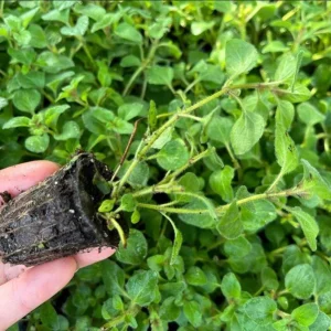 Oregano Hot and Spicy Live Plant Plug - 1 to 3 Inch Culinary Herb Starter for Garden - Image 7