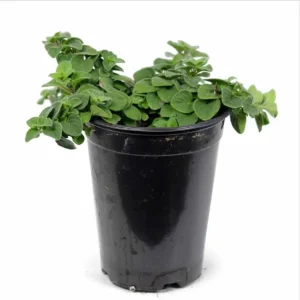 Oregano Hot and Spicy Live Plant Plug - 1 to 3 Inch Culinary Herb Starter for Garden - Image 1