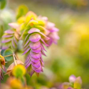 Oregano Kent Beauty Live Starter Plant Plug, Ornamental Herb, 1-3