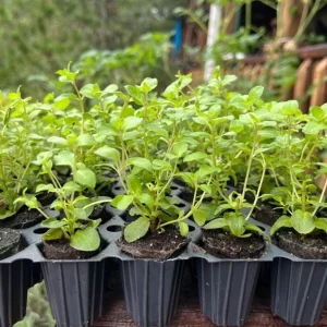 Oregano Kent Beauty Live Starter Plant Plug, Ornamental Herb, 1-3