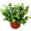 Oregano Kent Beauty Live Starter Plant Plug, Ornamental Herb, 1-3" Tall - Image 1