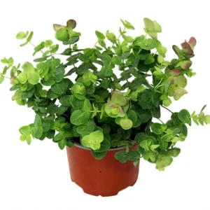 Oregano Kent Beauty Live Starter Plant Plug, Ornamental Herb, 1-3