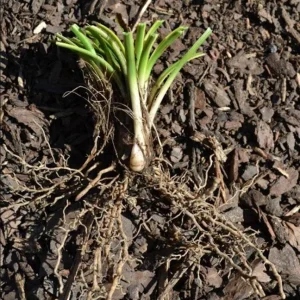 Pack of 5 Variegated Monkey Grass Bare Roots - Liriope Muscari Variegata, Evergreen Ground Cover, 4-8 Inch Tall - Image 10