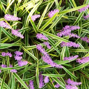 Pack of 5 Variegated Monkey Grass Bare Roots - Liriope Muscari Variegata, Evergreen Ground Cover, 4-8 Inch Tall - Image 1