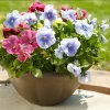 Pansy Live Plants Set of 3, Assorted Mix-Color Blooms, 3-5 Inch Tall in Nursery Pots - Image 1