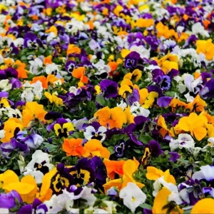 Pansy Live Plants Set of 3, Assorted Mix-Color Blooms, 3-5 Inch Tall in Nursery Pots - Image 10