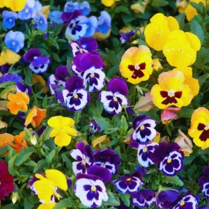 Pansy Live Plants Set of 3, Assorted Mix-Color Blooms, 3-5 Inch Tall in Nursery Pots - Image 2