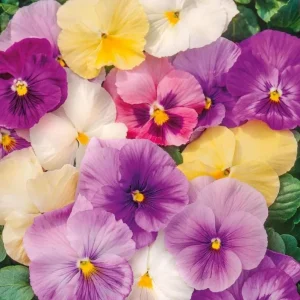 Pansy Live Plants Set of 3, Assorted Mix-Color Blooms, 3-5 Inch Tall in Nursery Pots - Image 3