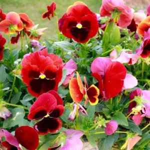 Pansy Live Plants Set of 3, Assorted Mix-Color Blooms, 3-5 Inch Tall in Nursery Pots - Image 5