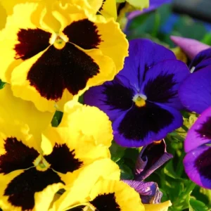 Pansy Live Plants Set of 3, Assorted Mix-Color Blooms, 3-5 Inch Tall in Nursery Pots - Image 6