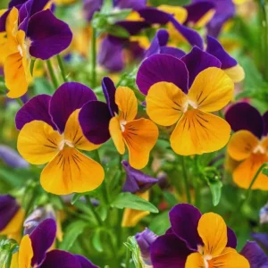 Pansy Live Plants Set of 3, Assorted Mix-Color Blooms, 3-5 Inch Tall in Nursery Pots - Image 7