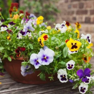 Pansy Live Plants Set of 3, Assorted Mix-Color Blooms, 3-5 Inch Tall in Nursery Pots - Image 9