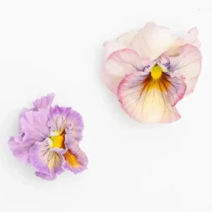 Pansy Viola Sweet Pea Mix Live Starter Plant Plug - 1-3 Inch Tall, Colorful Blooms - Image 4