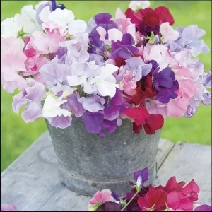 Pansy Viola Sweet Pea Mix Live Starter Plant Plug - 1-3 Inch Tall, Colorful Blooms - Image 5