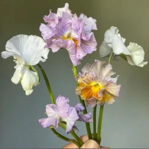 Pansy Viola Sweet Pea Mix Live Starter Plant Plug - 1-3 Inch Tall, Colorful Blooms - Image 7