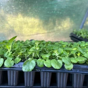 Pansy Viola Sweet Pea Mix Live Starter Plant Plug - 1-3 Inch Tall, Colorful Blooms - Image 8