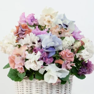 Pansy Viola Sweet Pea Mix Live Starter Plant Plug - 1-3 Inch Tall, Colorful Blooms - Image 1