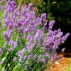 Phenomenal Lavender Live Plant - 3 Inch Pot - Fragrant Outdoor Shrub - Image 1