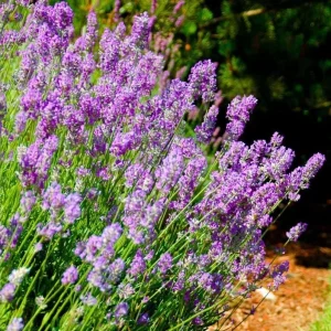 Phenomenal Lavender Live Plant - 3 Inch Pot - Fragrant Outdoor Shrub - Image 1
