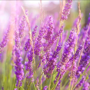 Phenomenal Lavender Live Plant - 3 Inch Pot - Fragrant Outdoor Shrub - Image 2