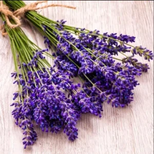 Phenomenal Lavender Live Plant - 3 Inch Pot - Fragrant Outdoor Shrub - Image 4