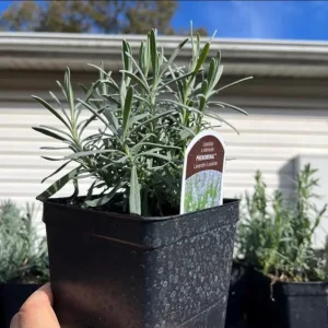 Phenomenal Lavender Live Plant - 3 Inch Pot - Fragrant Outdoor Shrub - Image 9