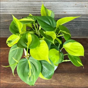 Philodendron Brasil Live Plant Plug - 1-3 Inch Tall Starter, Foliage Houseplant - Image 2
