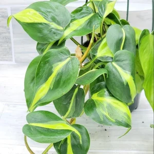 Philodendron Brasil Live Plant Plug - 1-3 Inch Tall Starter, Foliage Houseplant - Image 5