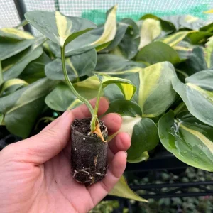 Philodendron Brasil Live Plant Plug - 1-3 Inch Tall Starter, Foliage Houseplant - Image 6