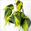 Philodendron Brasil Live Plant Plug - 1-3 Inch Tall Starter, Foliage Houseplant - Image 1