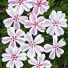 Phlox Candy Stripe Live Plant Plugs - 2 Pack Groundcover Perennial 1-3" Tall - Image 1