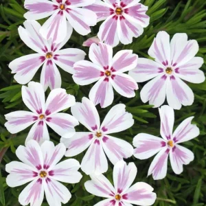 Phlox Candy Stripe Live Plant Plugs - 2 Pack Groundcover Perennial 1-3