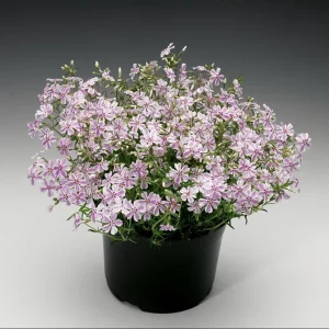 Phlox Candy Stripe Live Plant Plugs - 2 Pack Groundcover Perennial 1-3