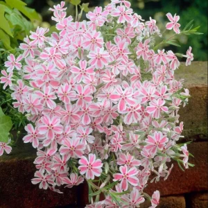 Phlox Candy Stripe Live Plant Plugs - 2 Pack Groundcover Perennial 1-3