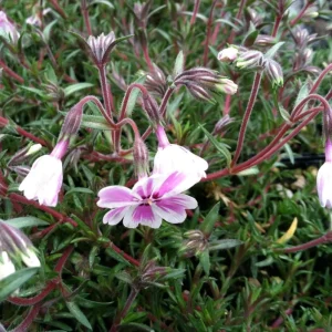 Phlox Candy Stripe Live Plant Plugs - 2 Pack Groundcover Perennial 1-3