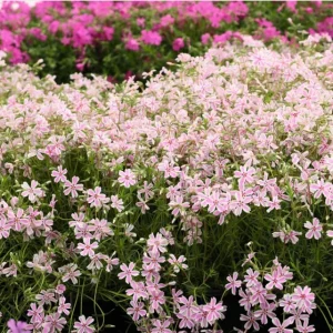 Phlox Candy Stripe Live Plant Plugs - 2 Pack Groundcover Perennial 1-3