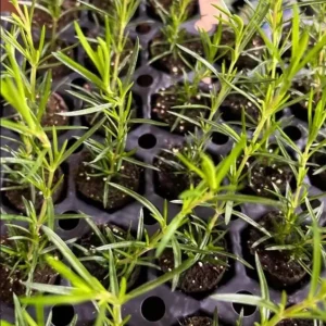 Phlox Candy Stripe Live Plug Plant - Pink White Groundcover Perennial, 1-3