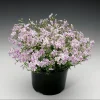 Phlox Candy Stripe Live Plug Plant - Pink White Groundcover Perennial, 1-3" Tall - Image 1