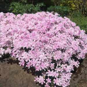 Phlox Candy Stripe Live Plug Plant - Pink White Groundcover Perennial, 1-3