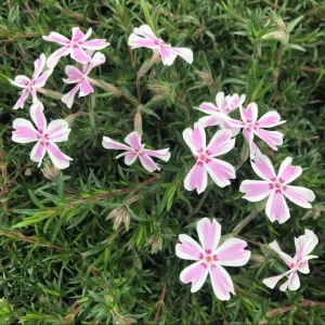 Phlox Candy Stripe Live Plug Plant - Pink White Groundcover Perennial, 1-3