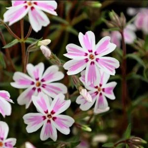 Phlox Candy Stripe Live Plug Plant - Pink White Groundcover Perennial, 1-3