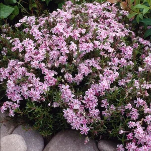 Phlox Candy Stripe Live Plug Plant - Pink White Groundcover Perennial, 1-3
